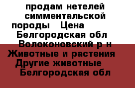 продам нетелей симментальской породы › Цена ­ 250.. - Белгородская обл., Волоконовский р-н Животные и растения » Другие животные   . Белгородская обл.